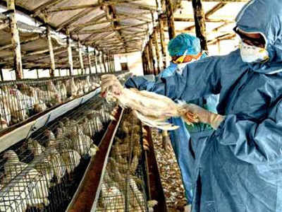 मुर्गा/बत्तख में बर्ड फ्लू को लेकर केंद्र एवं राज्य सरकार ने जारी किया आदेश