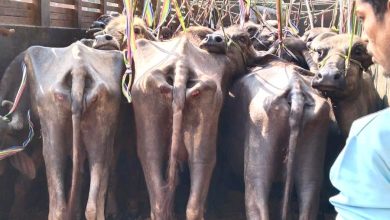  फर्जी नम्बर प्लेट लगाकर गोवंश की तस्करी कर रहे एक ट्रक से 23 भैंस व चालक के कब्जे से 1 तंमचा 315 बोर, 1 अदद जिन्दा कारतूस बरामद 