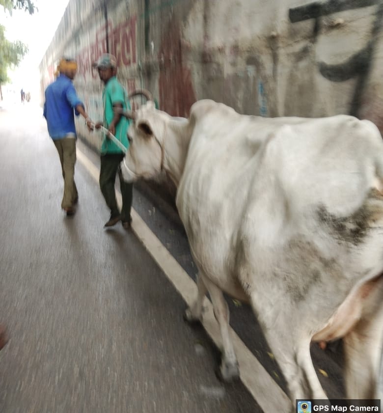 स्टेट हाइवे व नगर पंचायत क्षेत्र में आवारा पशु खतरनाक साबित हो रहे है-देवहूति पांडेय