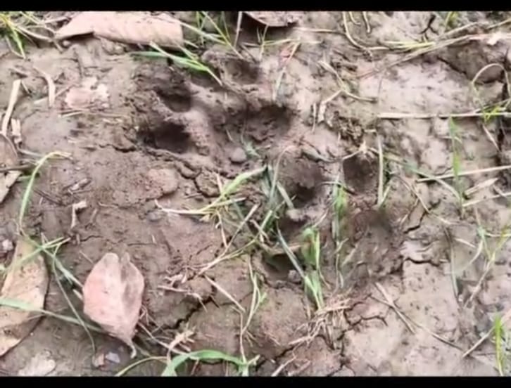 रियासी इलाके में बाघ की चहलकदमी से ग्रामीण भयभीत