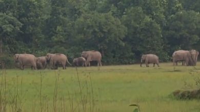 गोमिया के जंगलों में 30 हाथियों का झुंड, दो-तीन मादा हथिनी है गर्भवती 