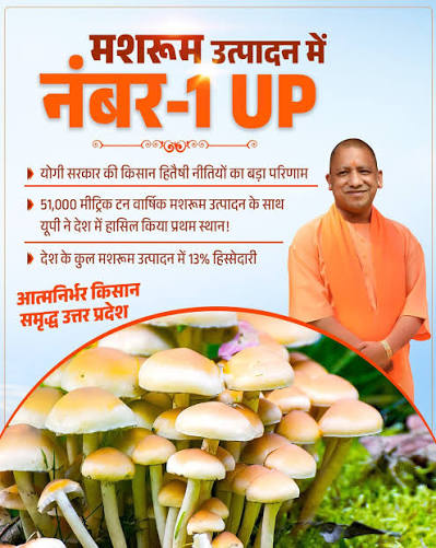 मशरूम उत्पादन में 51 हजार मीट्रिक टन उत्पादन के साथ यूपी बना नंबर-1